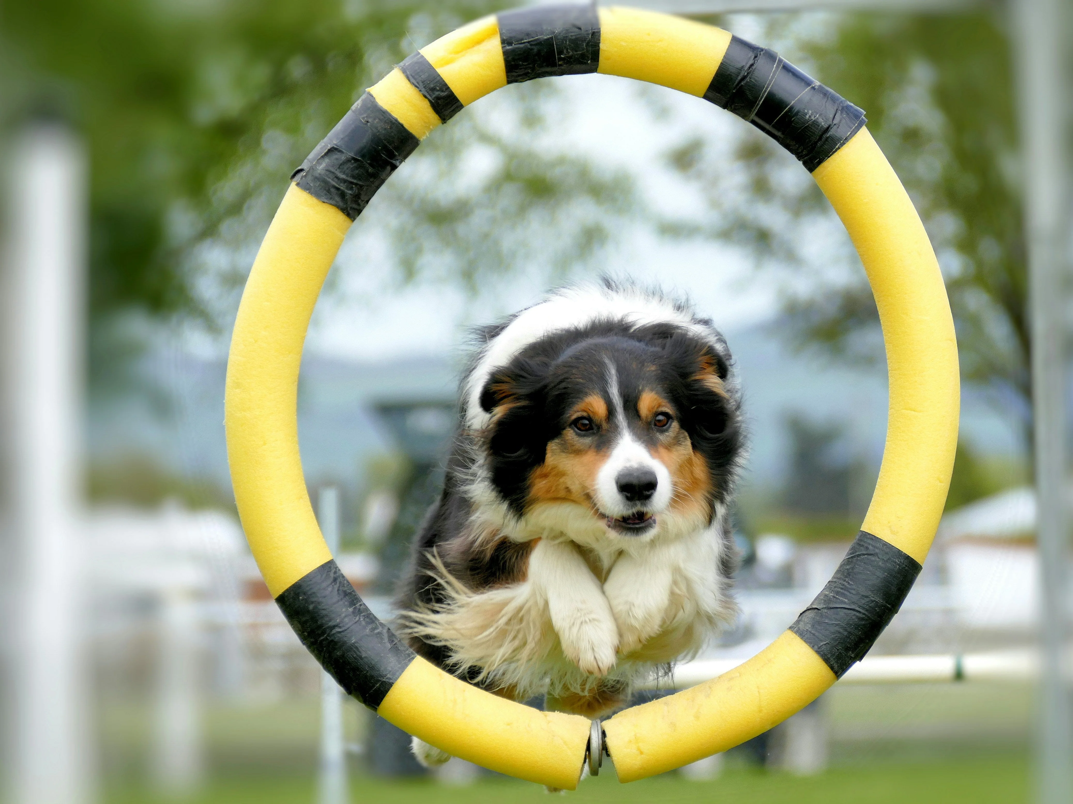 K9 Principles Dog Training - Image 6
